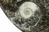Wide, Fossil Goniatite Dish - Morocco #106708-1